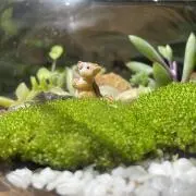ふわふわの画像