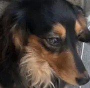 nopiの画像
