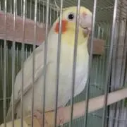 くろー