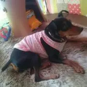 ミニピンナナ