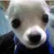 うさぎのしっぽの画像