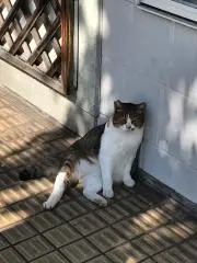 箒木の画像