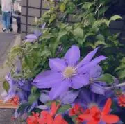 ルリ루리