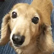 もんちゃん