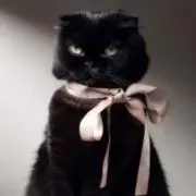 Tの画像