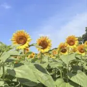 チャ—の画像