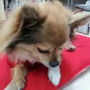 ゆいの画像