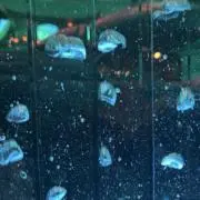 ryotaの画像