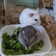 サマンサ
