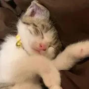 ナナバの画像