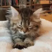 りゅうの画像