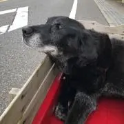 アンちゃん