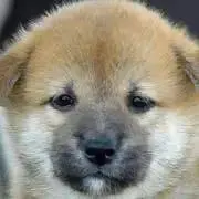 らん