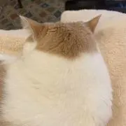 まるこの画像