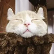 眠り猫の画像
