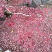 みっちーの画像