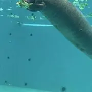 にーな