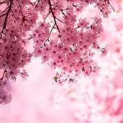 さくら❀桃姫の画像