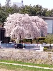 桜の画像