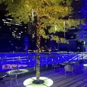 Sakuraの画像