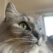 ちょも