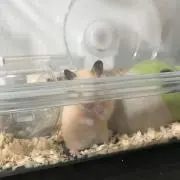 しましまの画像