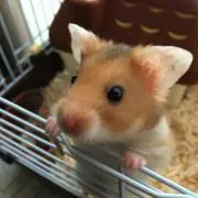 ようちゃん