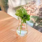 annaの画像