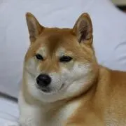 トングリの画像