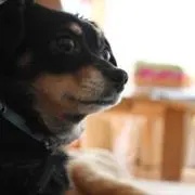いっちゃんの画像