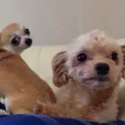 はるく