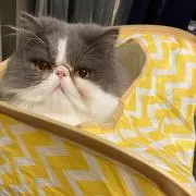 ハク