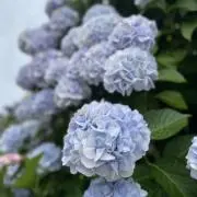 NAの画像