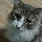 ここあさくの画像