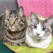 ちょこみ