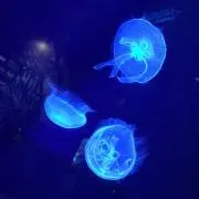 ぴっぴの画像