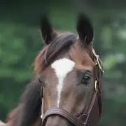 りーちゃの画像