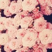 ミィの画像