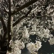 purpleの画像
