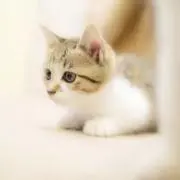 ハートネットの画像