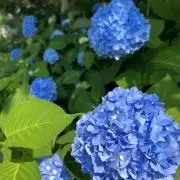 silky　即購入OKの画像