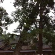こいちゃん