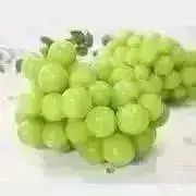シャインマスカット商品説明お読みくださいの画像