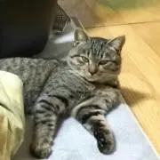 KONI