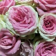 柴（しば）【週末限定販売中】の画像