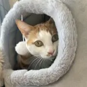 okの画像