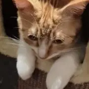 Seanの画像