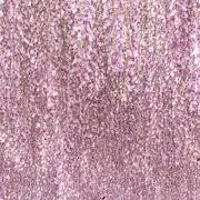 AtoNの画像