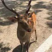 にゃんちゅう※まとめ割致します※の画像