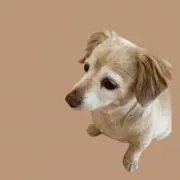 ばぁばの画像